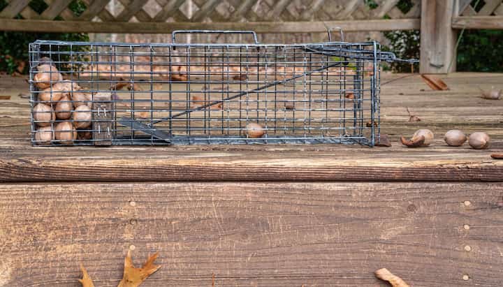 A human trap utilized by wildlife removal experts in Venice, FL.