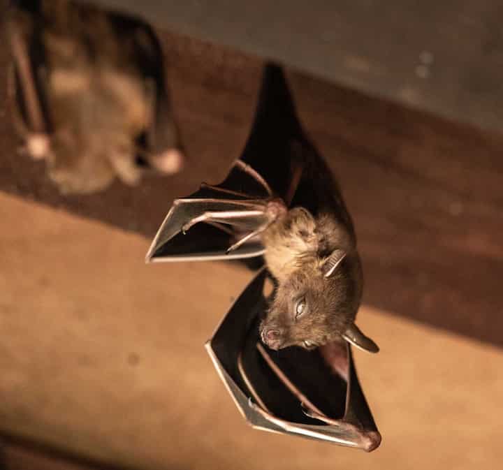 Bat removal services from wildlife removal experts in Venice, FL.